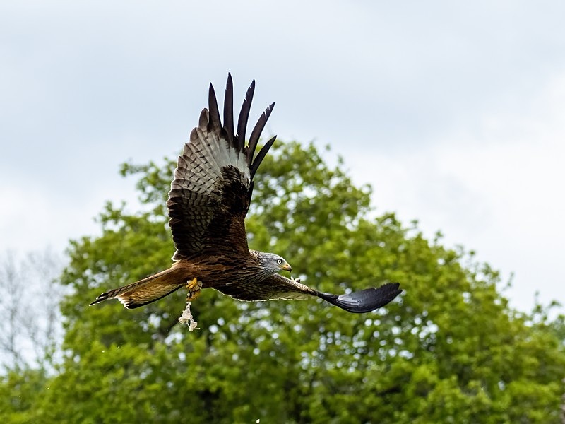 Red Kite - Birds of prey