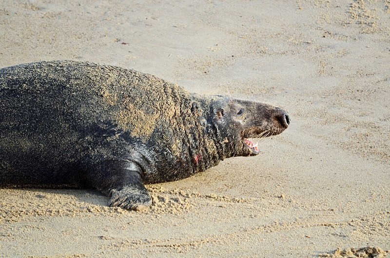 Atlantic Grey Seal - Atlantic Grey Seals