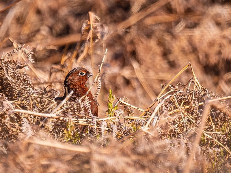 Red Grouse - Game birds