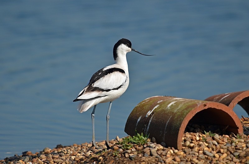 Avocet - Avocets and stilts