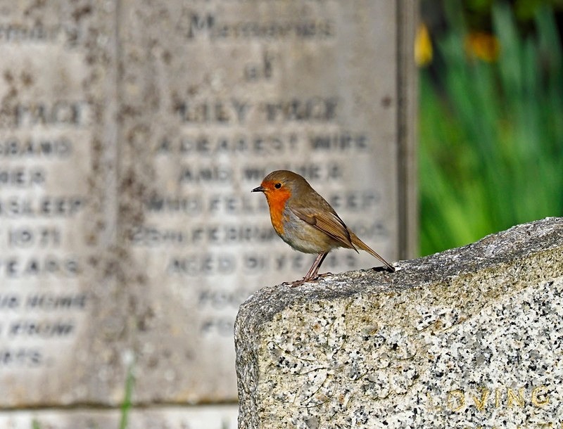 Robin - Robins