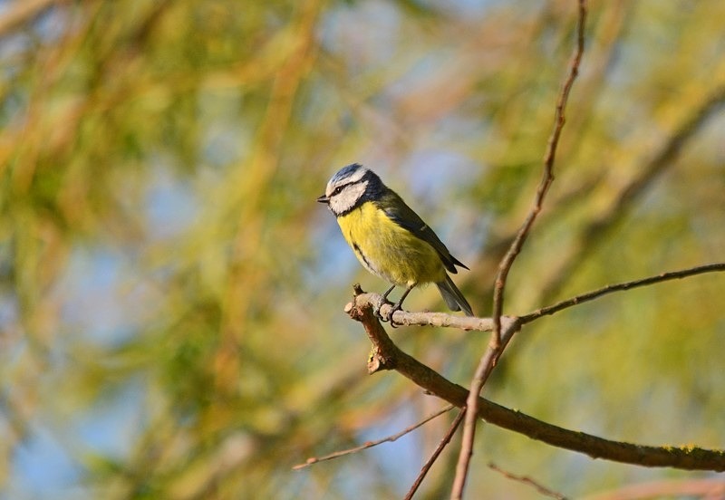 Blue Tit - Tits