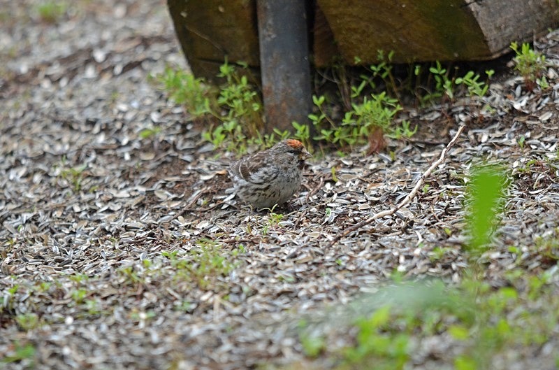 Mealy Redpoll - North Finland - part 1