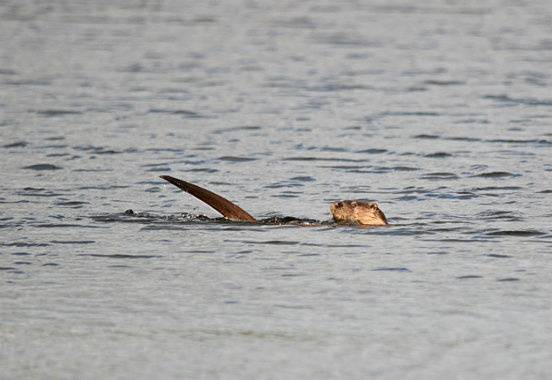 Otter - Otters
