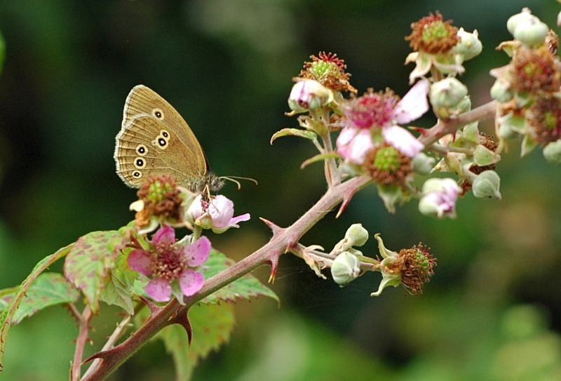 Ringlet - Butterflies