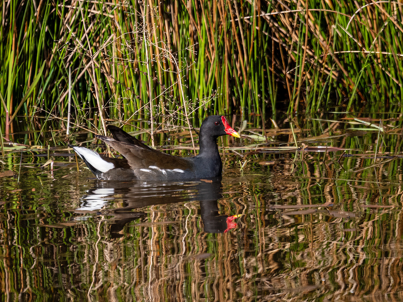 Moorhen - Latest photos