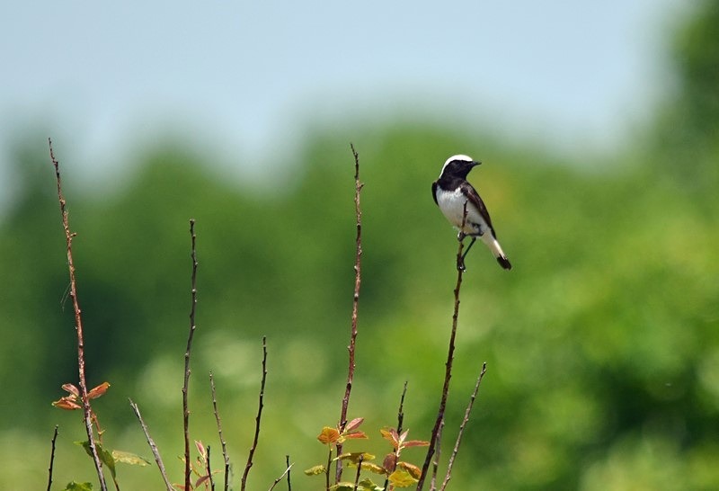 Pied Wheatear - Bulgaria