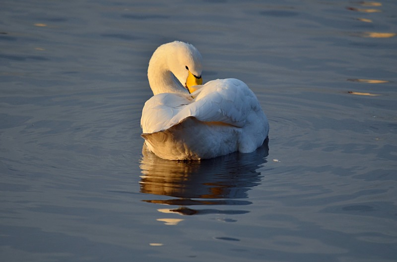 Whooper Swan - Whooper and Bewick's Swans