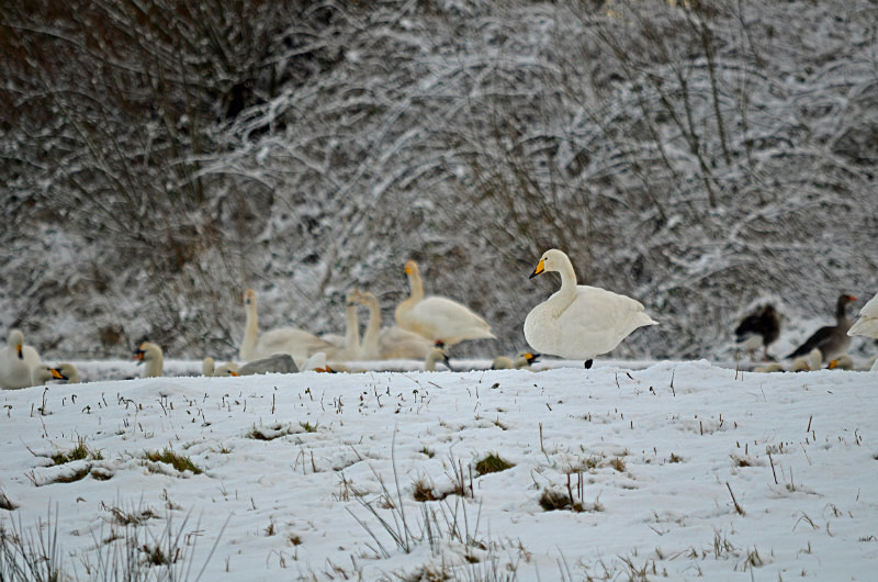 Whooper Swan - Whooper and Bewick's Swans