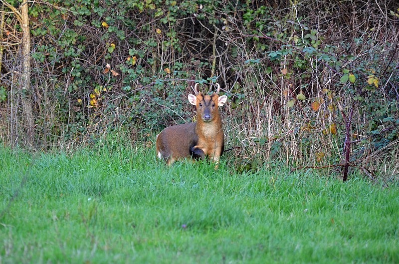 Reeves' Muntjac - Other deer