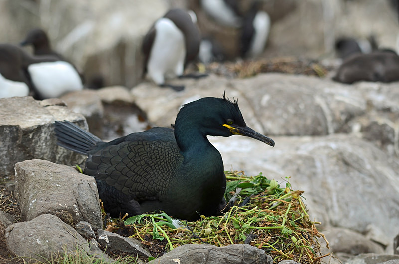 Shag - Cormorants and Shags