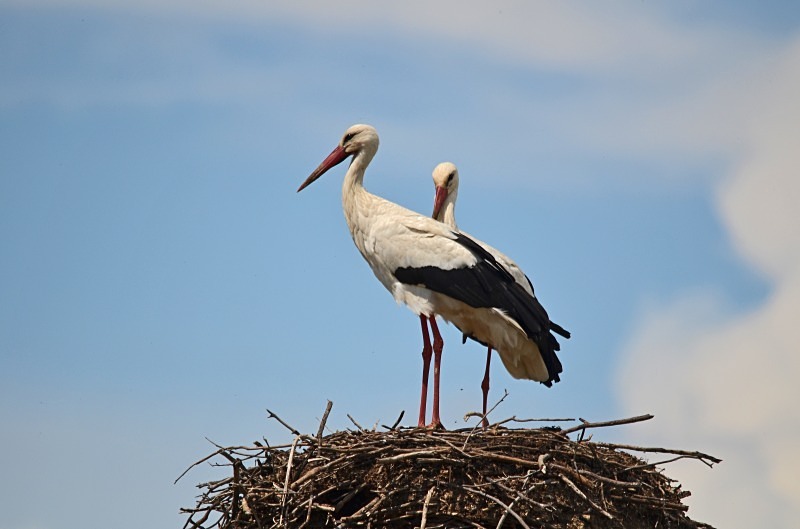 White Storks - South and west Spain - April and May 2012