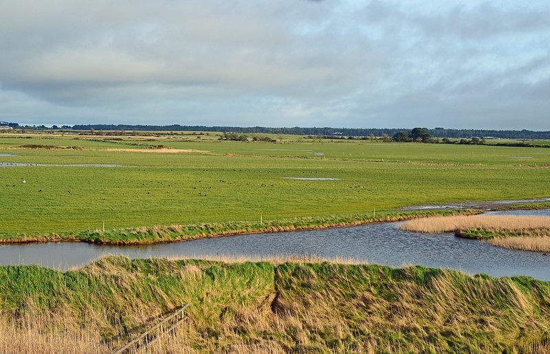 Wexford Wildfowl Nature Reserve, Co. Wexford, Ireland - Ireland - January and February 2020