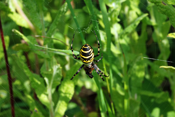 Wasp Spider - Insects, beetles, spiders, etc.