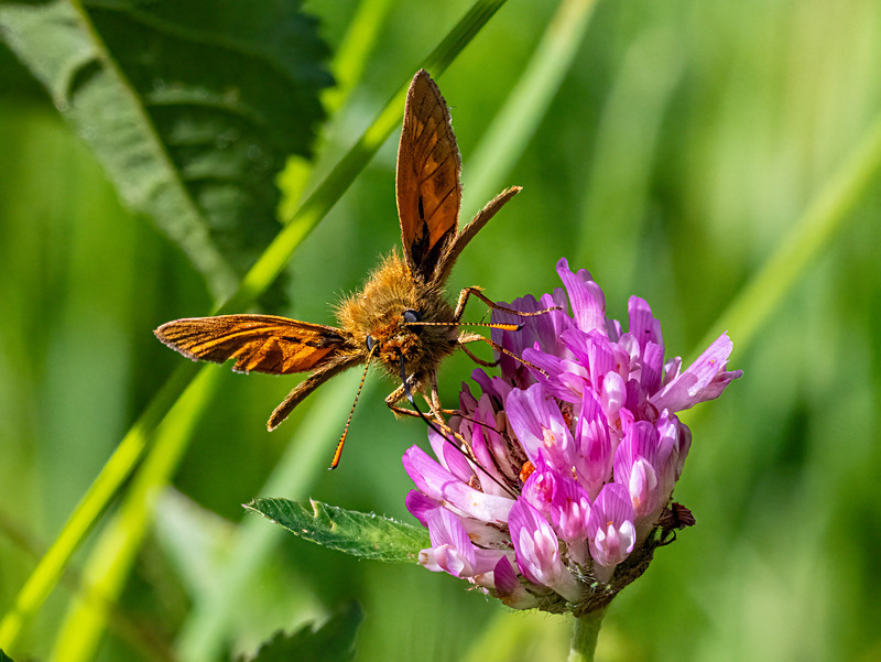 Large Skipper - Latest photos