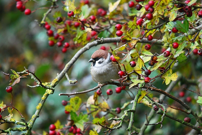 Tree Sparrow - Sparrows