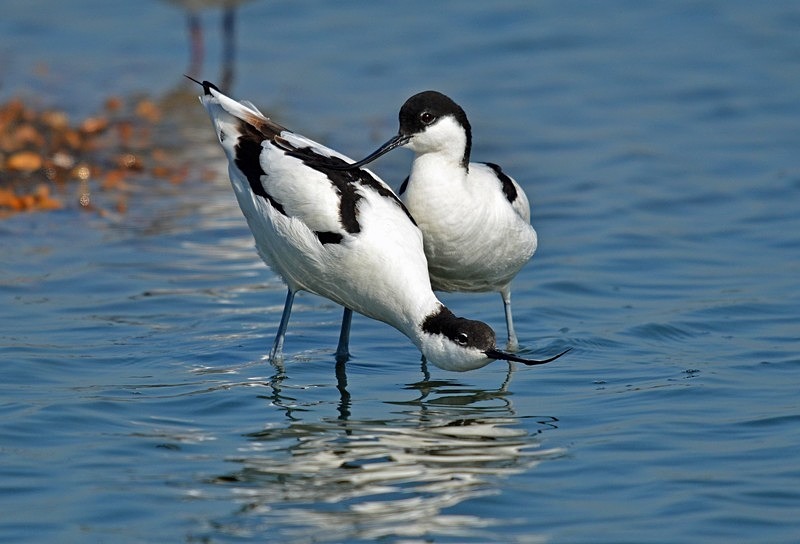 Avocets - Avocets and stilts