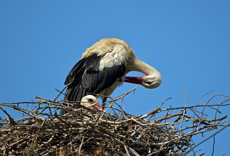 White Storks - Central Macedonia