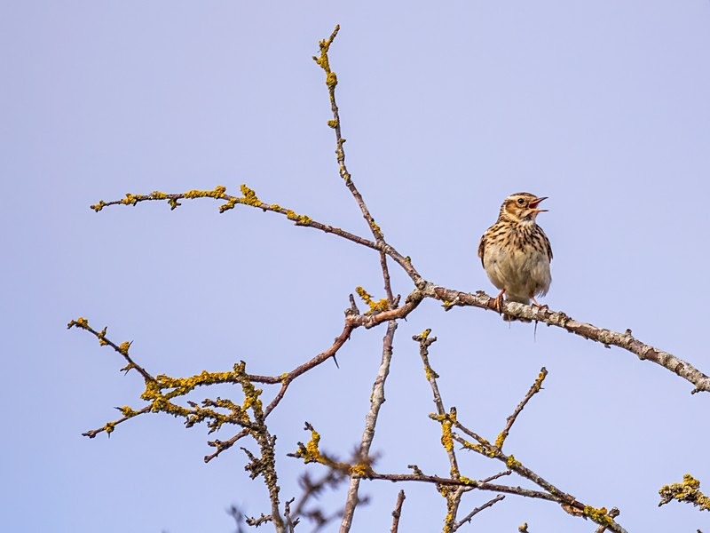 Woodlark - Larks