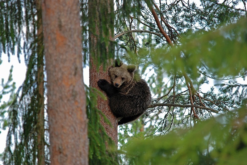 Brown Bear - North Finland and north Norway - May and June 2009