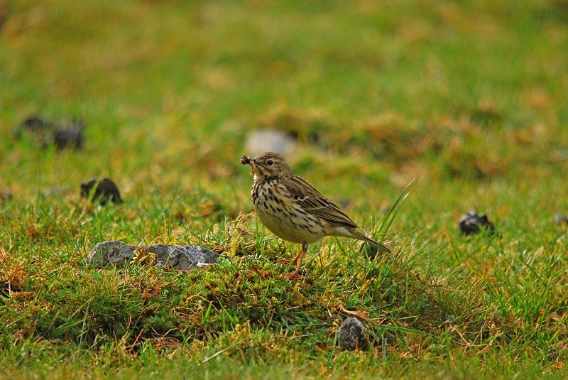 Meadow Pipit - Pipits