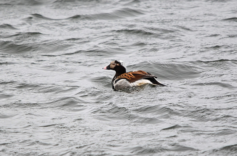 Long-tailed Duck - North east Iceland