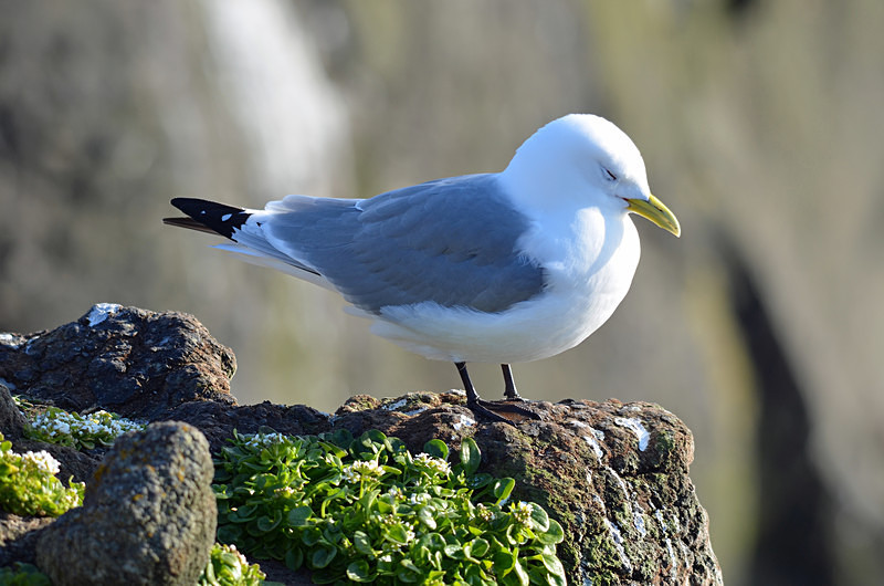 Kittiwake - Westfjords
