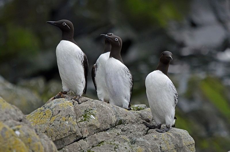 Common Guillemots - North Norway