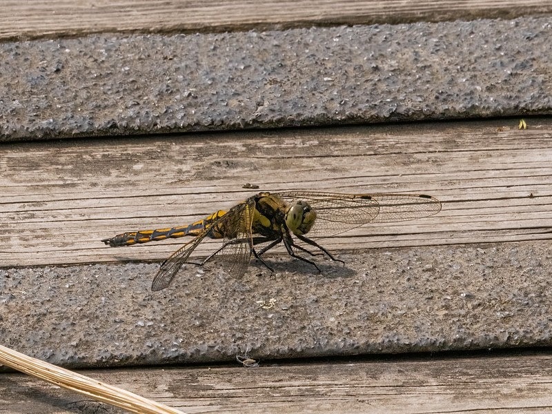 Black-tailed Skimmer - Dragonflies and damselflies