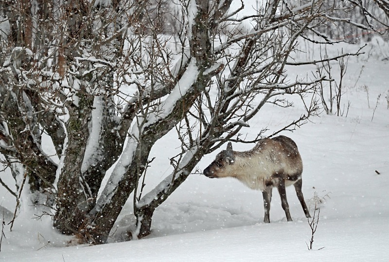 Reindeer - North Norway - March 2012