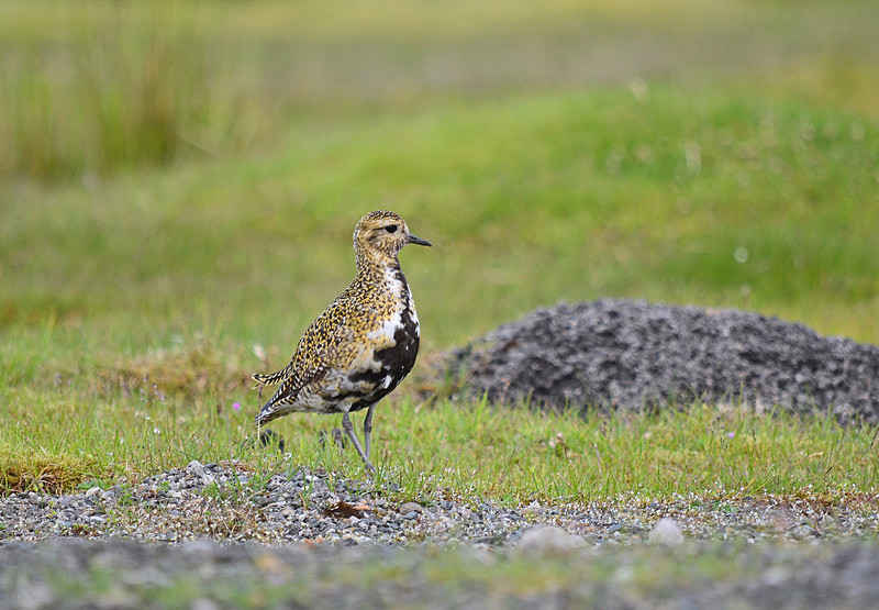 Golden Plover - Plovers