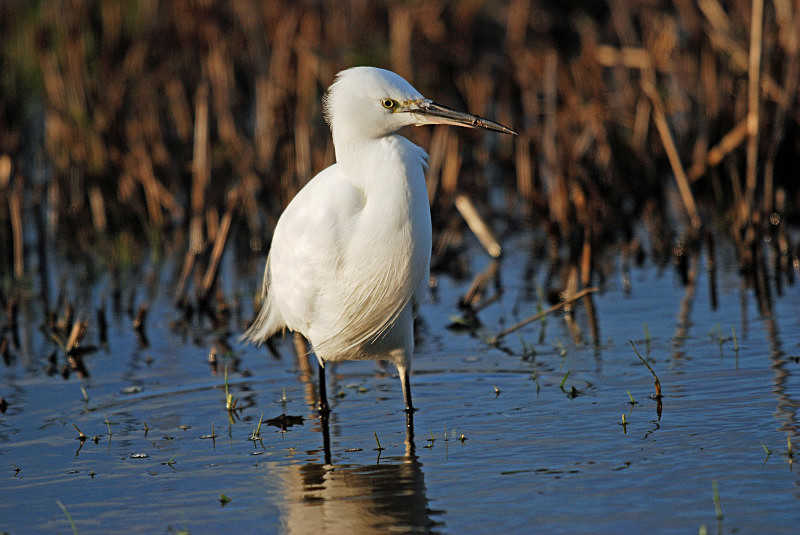 Little Egret - Herons and egrets