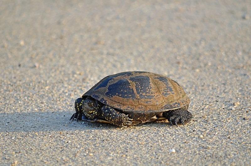 European Pond Terrapin - Hungary