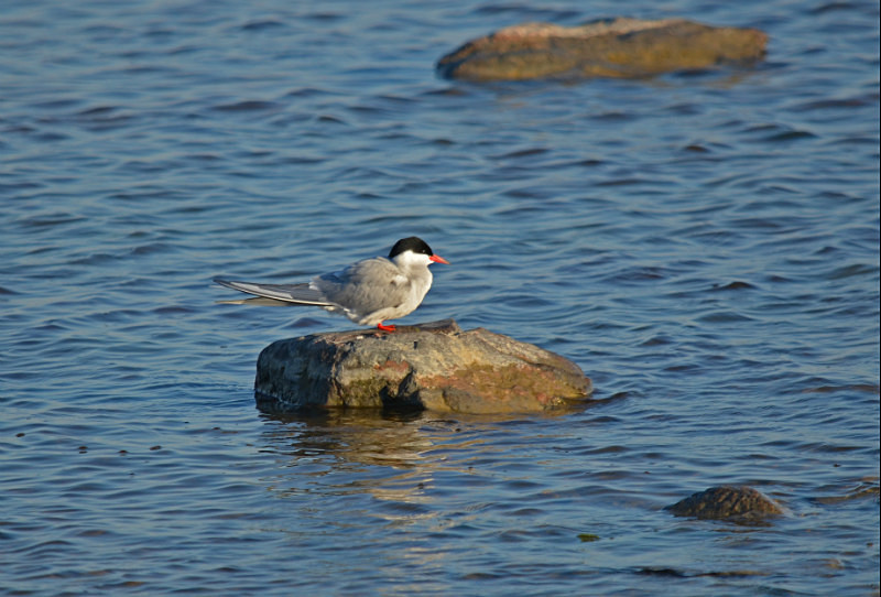 Arctic Tern - Estonia