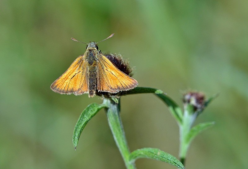 Small Skipper - Butterflies