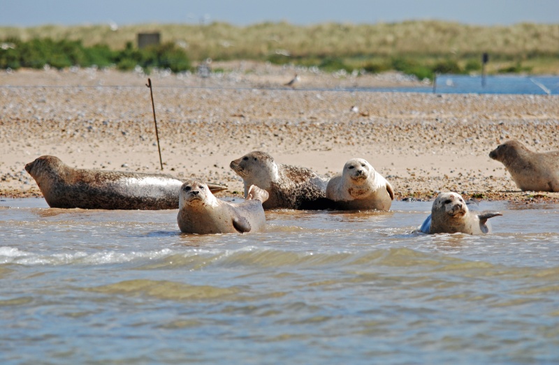 Common Seals - Common Seals