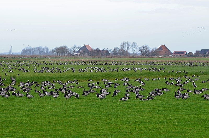 Barnacle Geese - Netherlands - December 2019