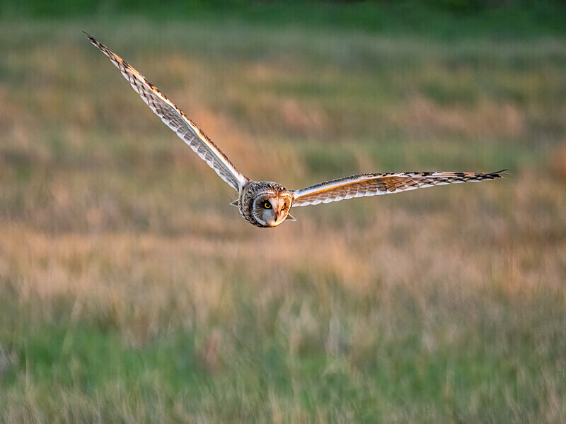 Short-eared Owl - Latest photos