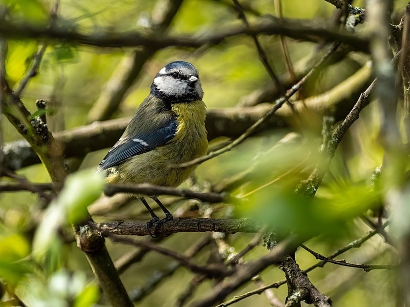 Blue Tit - Tits