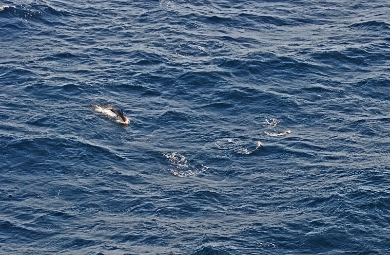 Common Dolphin - Whales and dolphins