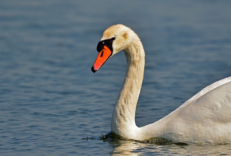 Mute Swan - Mute Swans