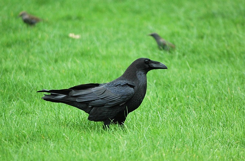 Raven - Crows