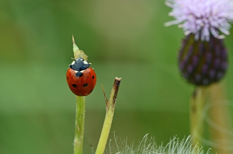 Seven-spot Ladybird - Insects, beetles, spiders, etc.