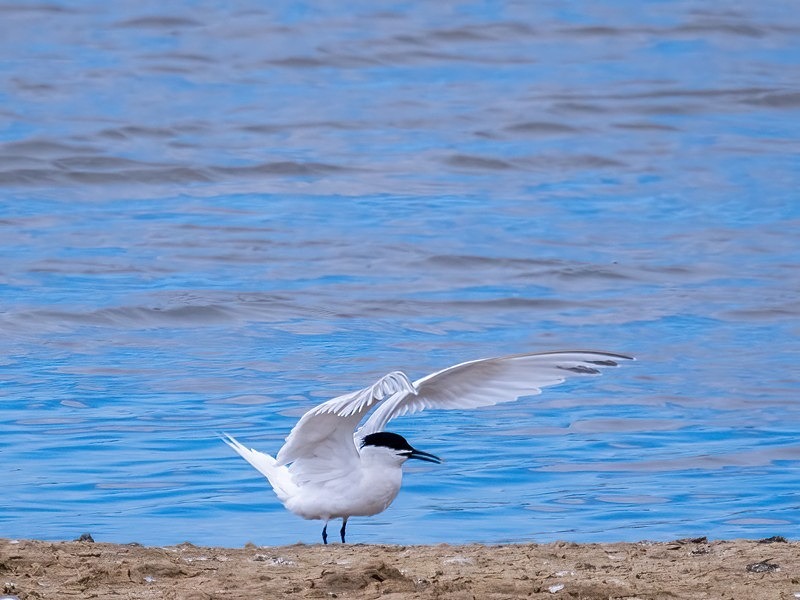 Sandwich Tern - Terns