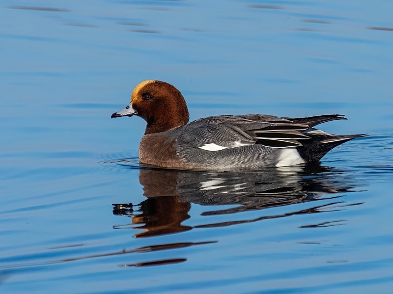 Wigeon - Dabbling ducks