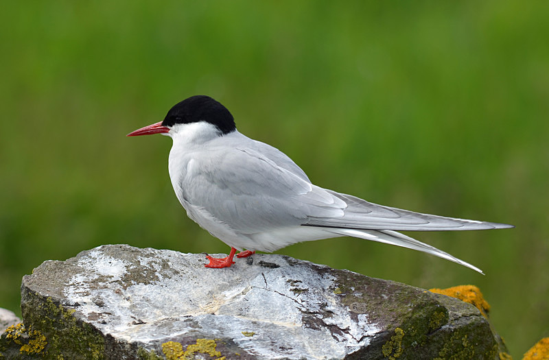 Arctic Tern - Terns