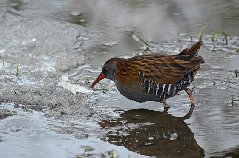 Water Rail - Crakes and rails