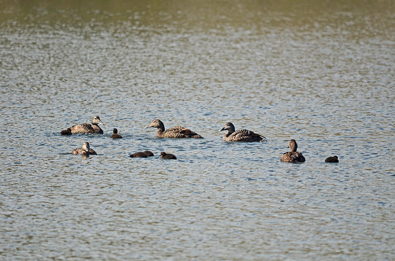 Eiders and ducklings - Diving ducks
