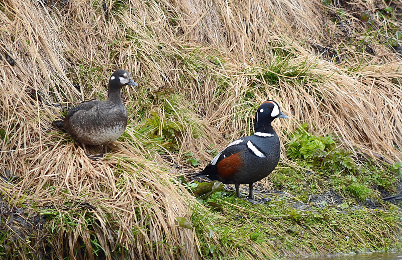 Harlequin Ducks - North east Iceland