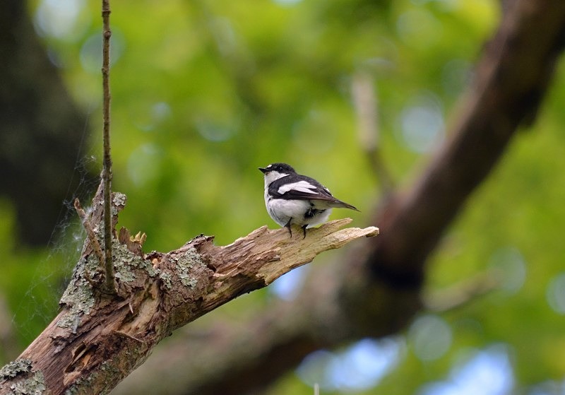 Pied Flycatcher - Flycatchers